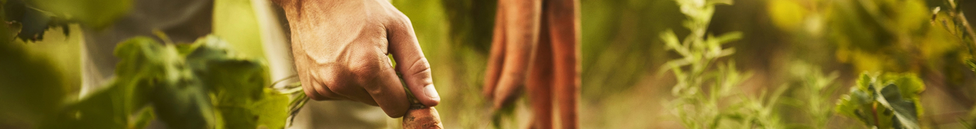 Pulling carrots out of the ground